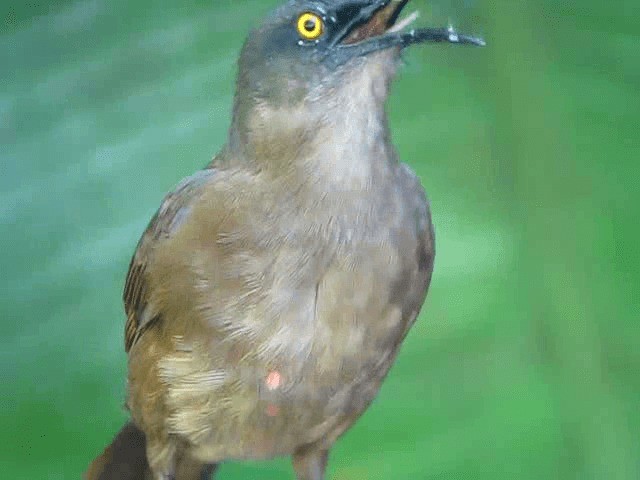 brunskjelvespottefugl - ML201991741