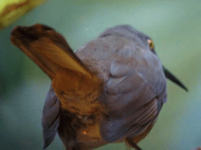 Brown Trembler - ML201991761