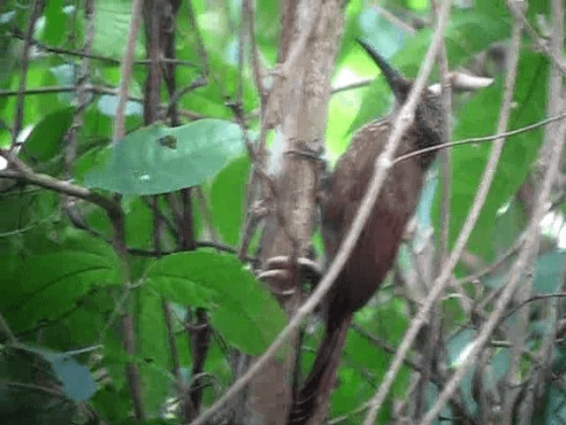 Cocoa Woodcreeper (Cocoa) - ML201991801