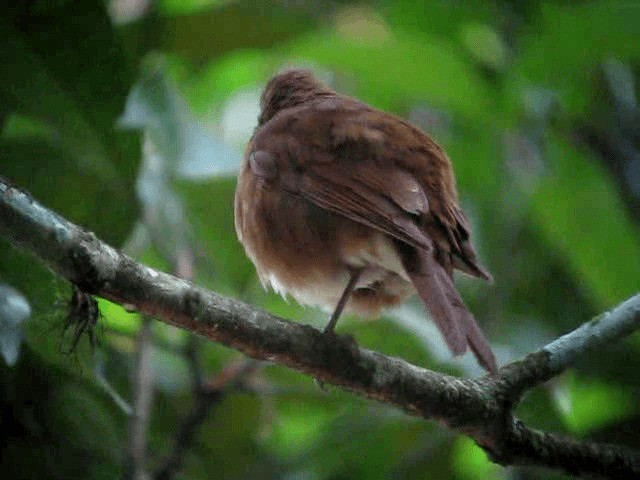 Merle cacao (groupe fumigatus) - ML201991811