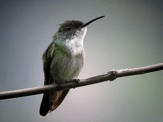 White-chested Emerald - ML201991821