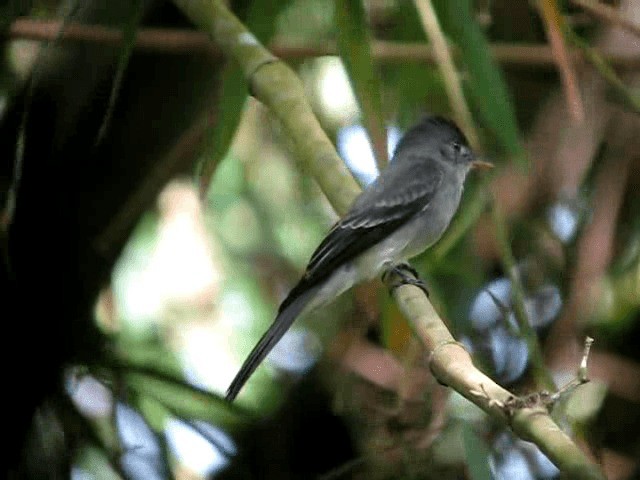 Northern Tropical Pewee - ML201991871