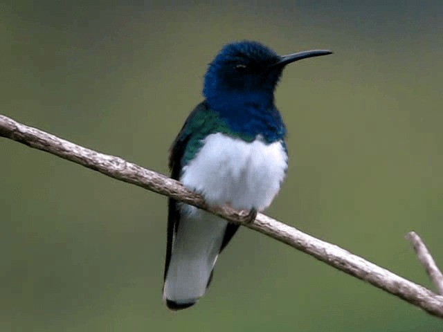 White-necked Jacobin - ML201991881