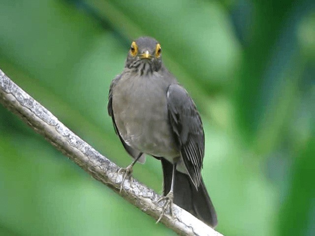 Spectacled Thrush - ML201991891