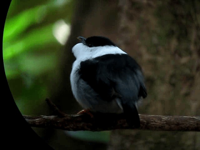 Ak Sakallı Manakin - ML201991911