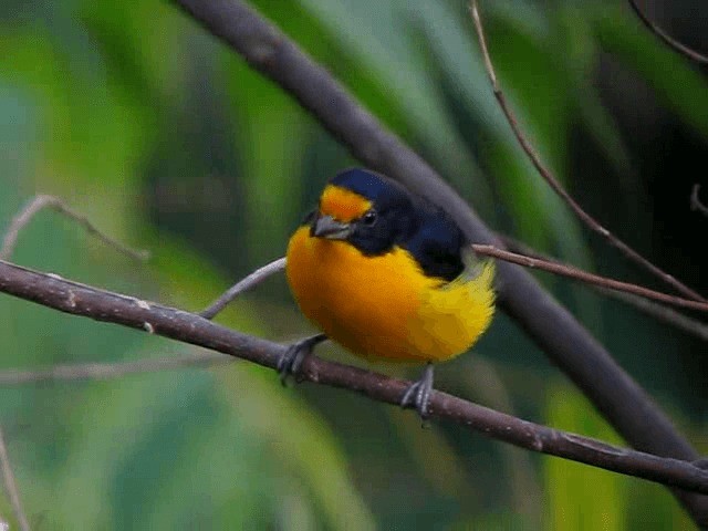 Violaceous Euphonia - ML201991921