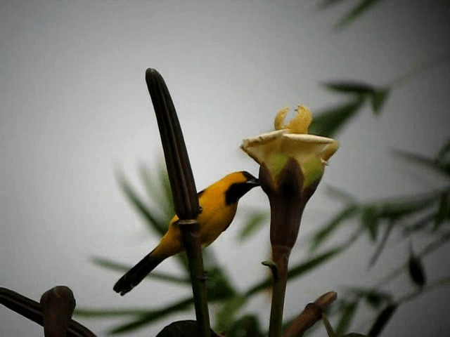 Yellow Oriole - ML201991931