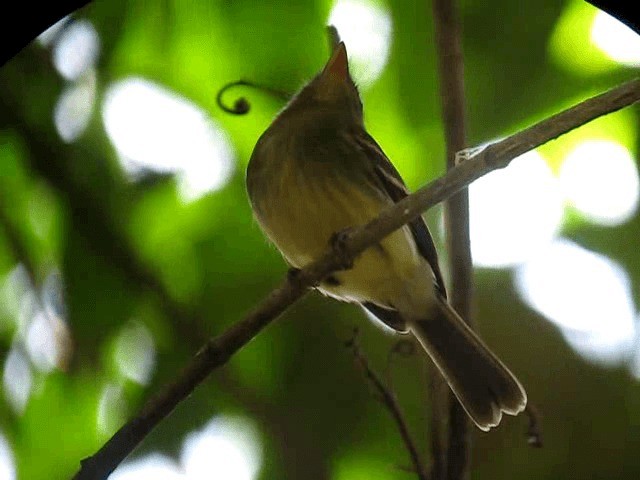 Euler's Flycatcher (Lawrence's) - ML201991971