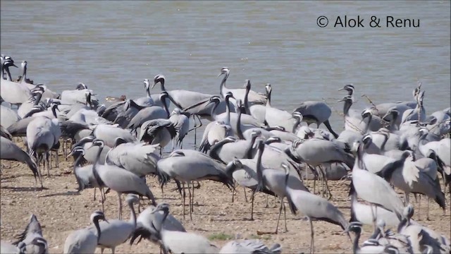 Demoiselle Crane - ML201991981