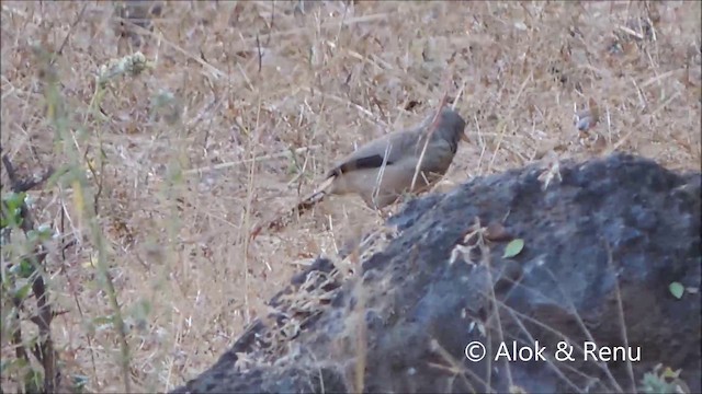 Jungle Babbler (Black-winged) - ML201992001