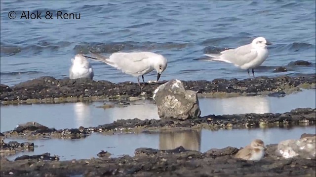 Gull-billed Tern - ML201992041