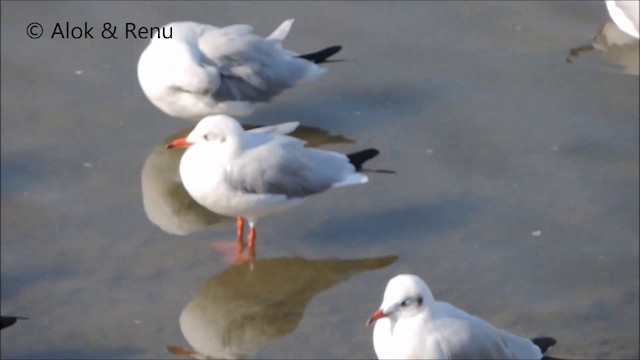 Brown-headed Gull - ML201992051