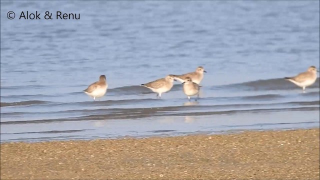 Black-bellied Plover - ML201992061