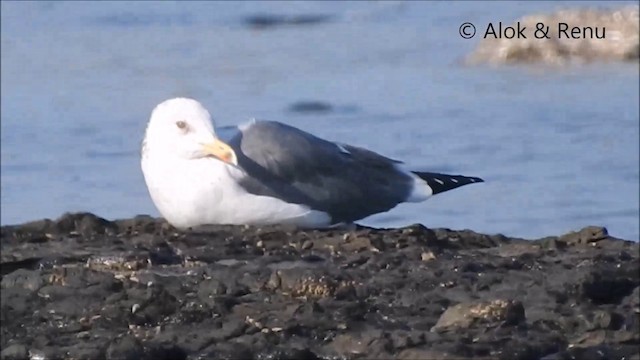 ニシセグロカモメ（亜種 カザフセグロカモメ） - ML201992081