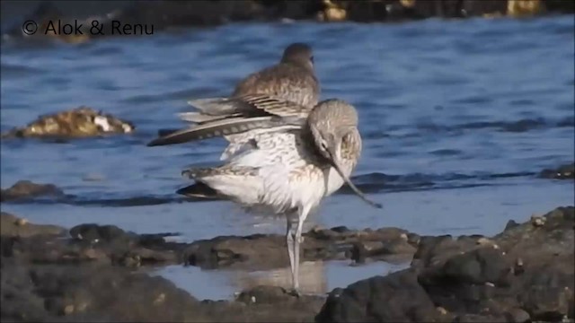 Whimbrel - ML201992091