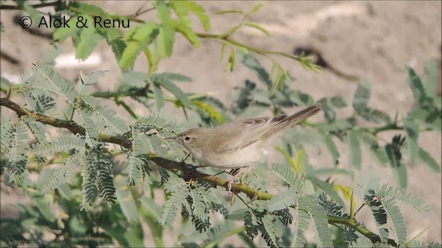 Sykes's Warbler - ML201992101