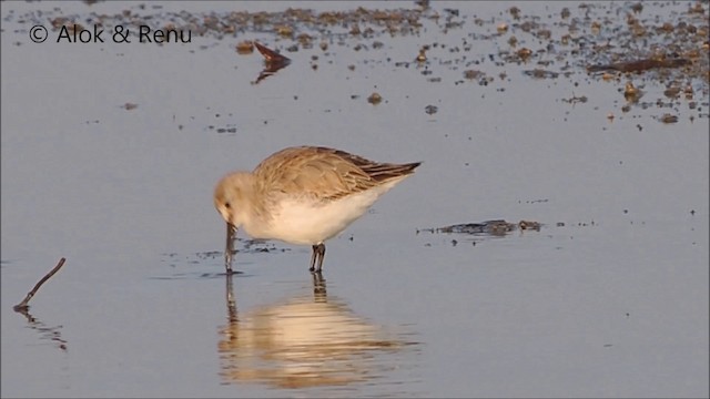 Dunlin - ML201992111