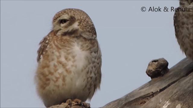 Spotted Owlet - ML201992161