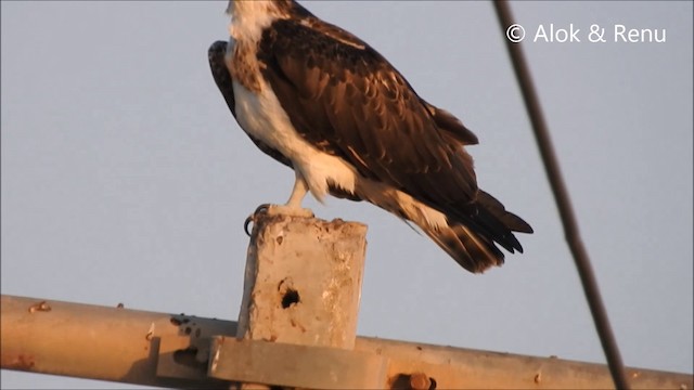 Águila Pescadora - ML201992171