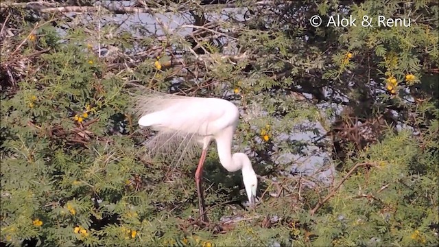 Great Egret - ML201992191