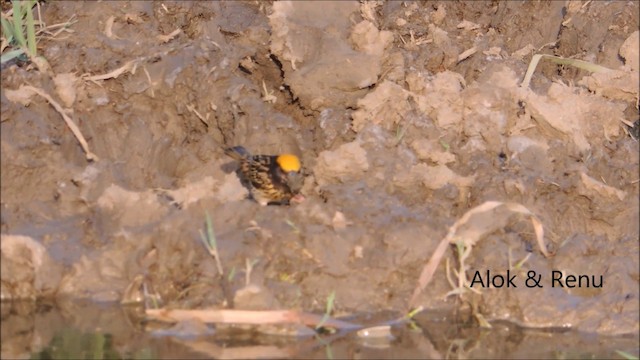 Streaked Weaver - ML201992201