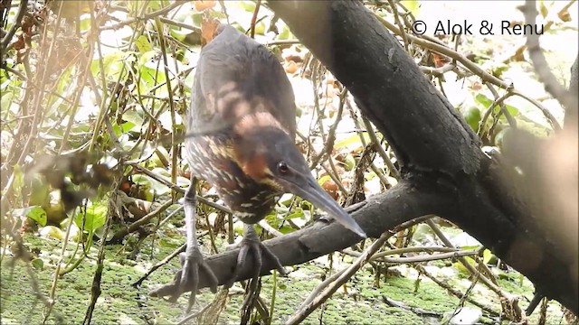 Black Bittern - ML201992211