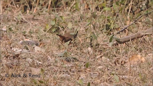 Bluethroat - ML201992331