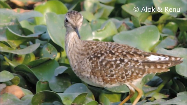 Wood Sandpiper - ML201992351