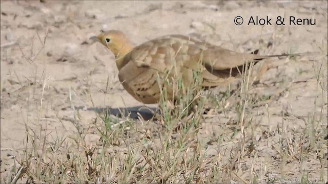 Chestnut-bellied Sandgrouse - ML201992371