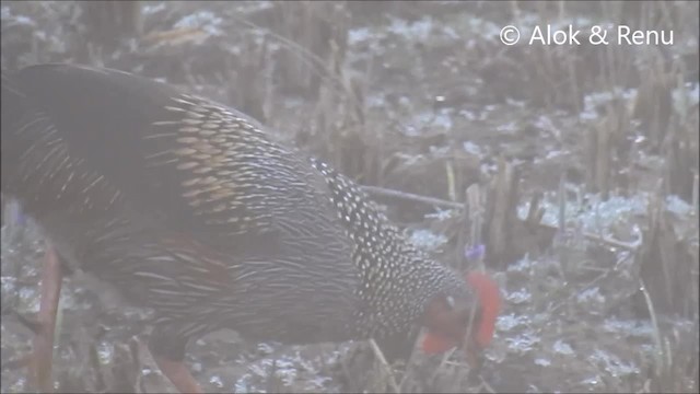 Курка сіра - ML201992401