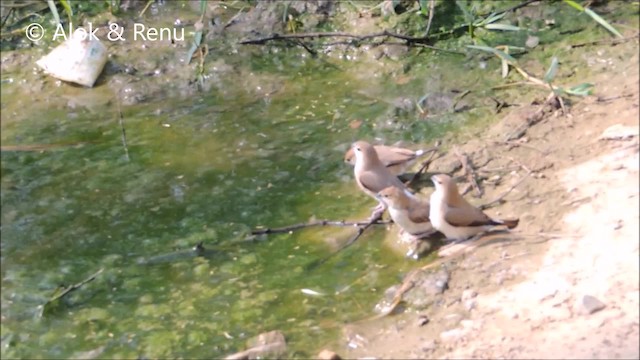 Indian Silverbill - ML201992421