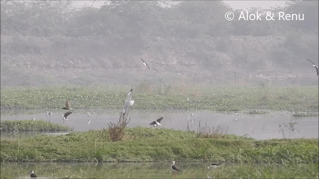 Brown-headed Gull - ML201992441