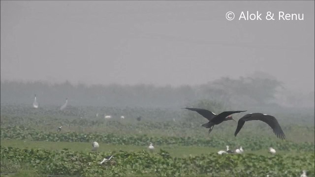 Red-naped Ibis - ML201992451