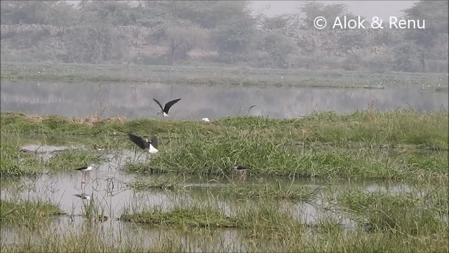 Black-winged Stilt - ML201992461