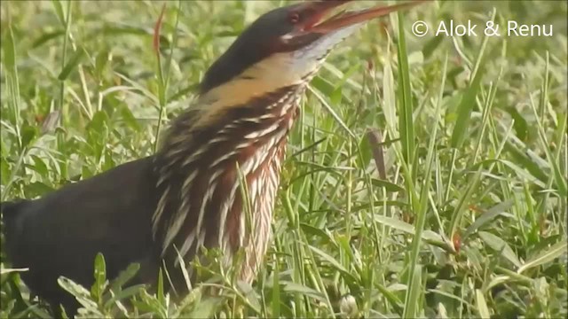 Black Bittern - ML201992481