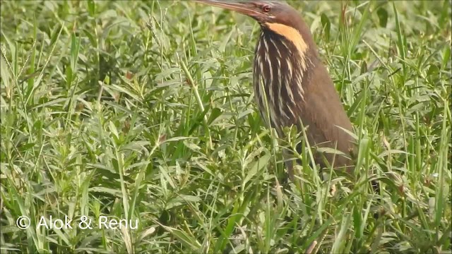 Black Bittern - ML201992491