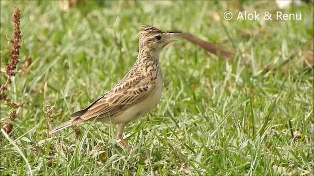 Oriental Skylark - ML201992531