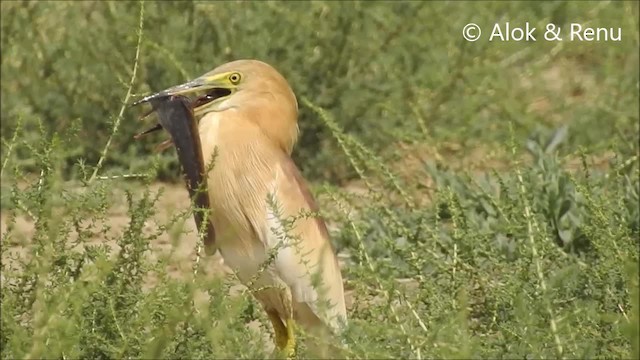 Indian Pond-Heron - ML201992541