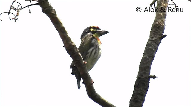 ムネアカゴシキドリ - ML201992561