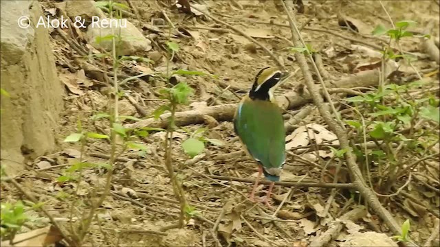 Indian Pitta - ML201992581