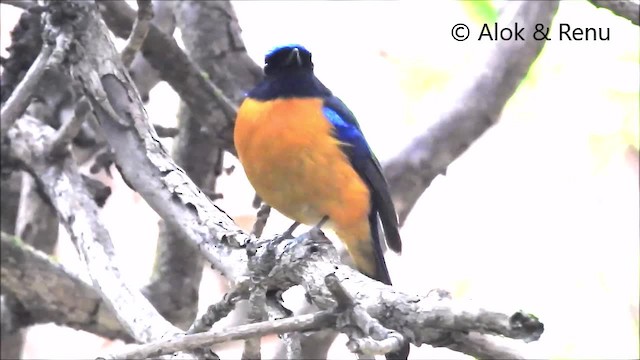 Rufous-bellied Niltava - ML201992611