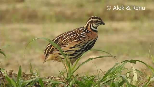 Rain Quail - ML201992701