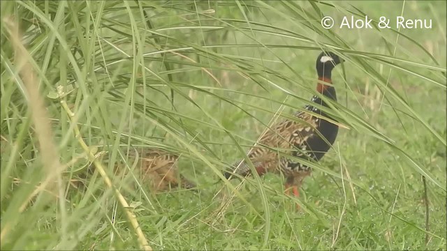 Black Francolin (Eastern) - ML201992721