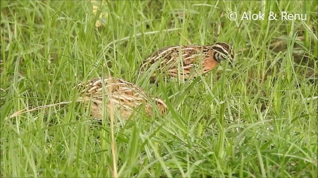 ムナグロウズラ - ML201992731