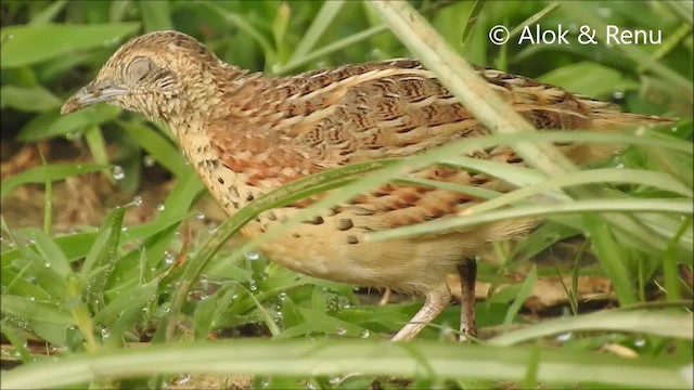 Small Buttonquail - ML201992741