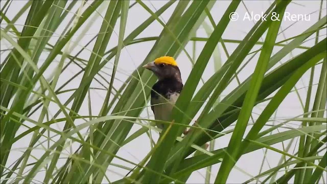 Black-breasted Weaver - ML201992751