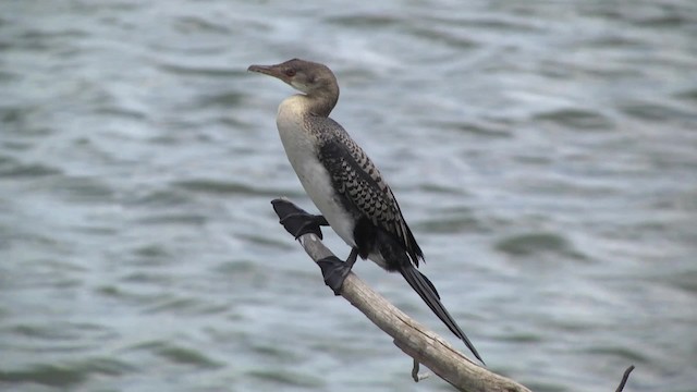 Long-tailed Cormorant - ML201992781