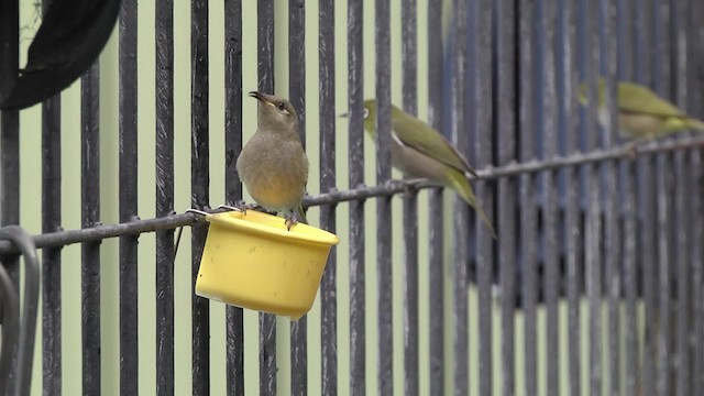 Brown Honeyeater - ML201992811