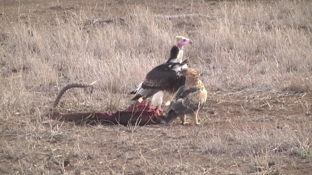 White-headed Vulture - ML201992831