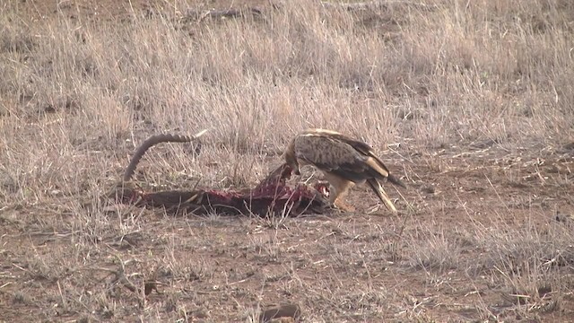 Tawny Eagle - ML201992841